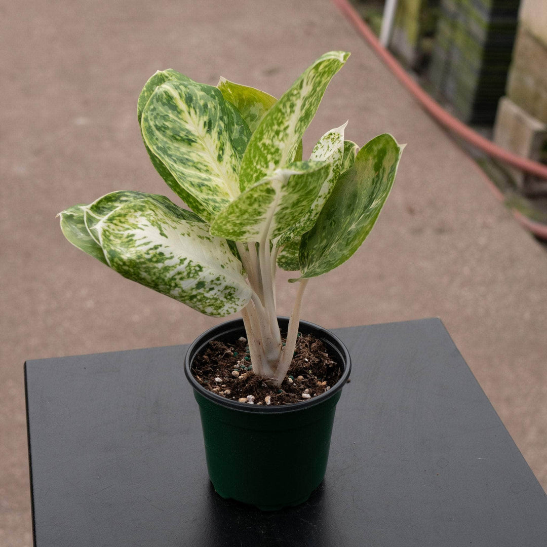 Gabriella Plants Aglaonema 4" Aglaonema 'Green Papuma'