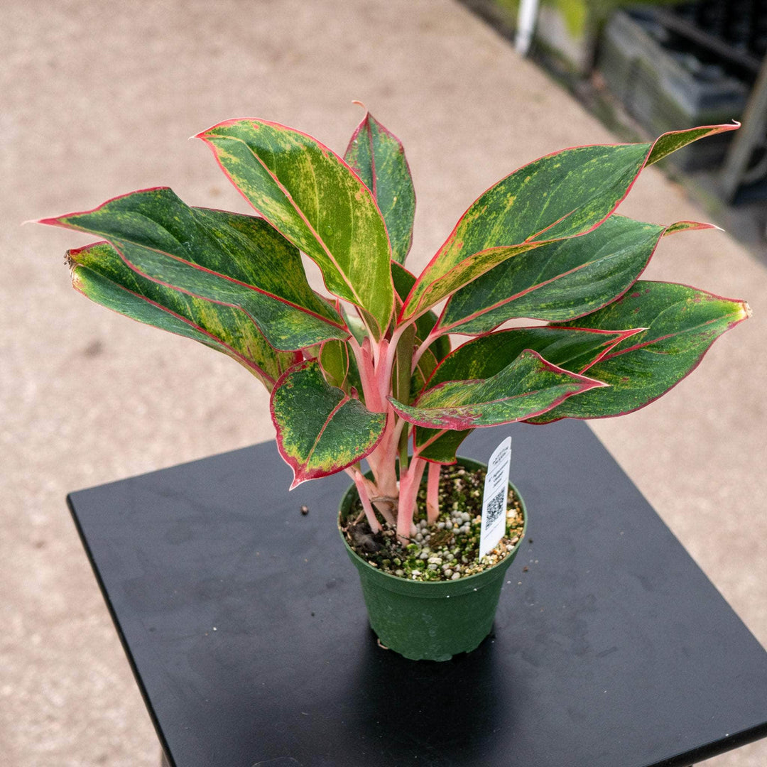 Gabriella Plants Aglaonema 4" Aglaonema 'Jasper Jones'