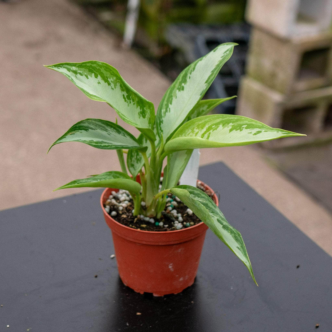 Gabriella Plants Aglaonema 4" Aglaonema 'Leprechaun'