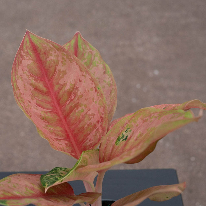 Gabriella Plants Aglaonema 4" Aglaonema 'Light of Diamond'