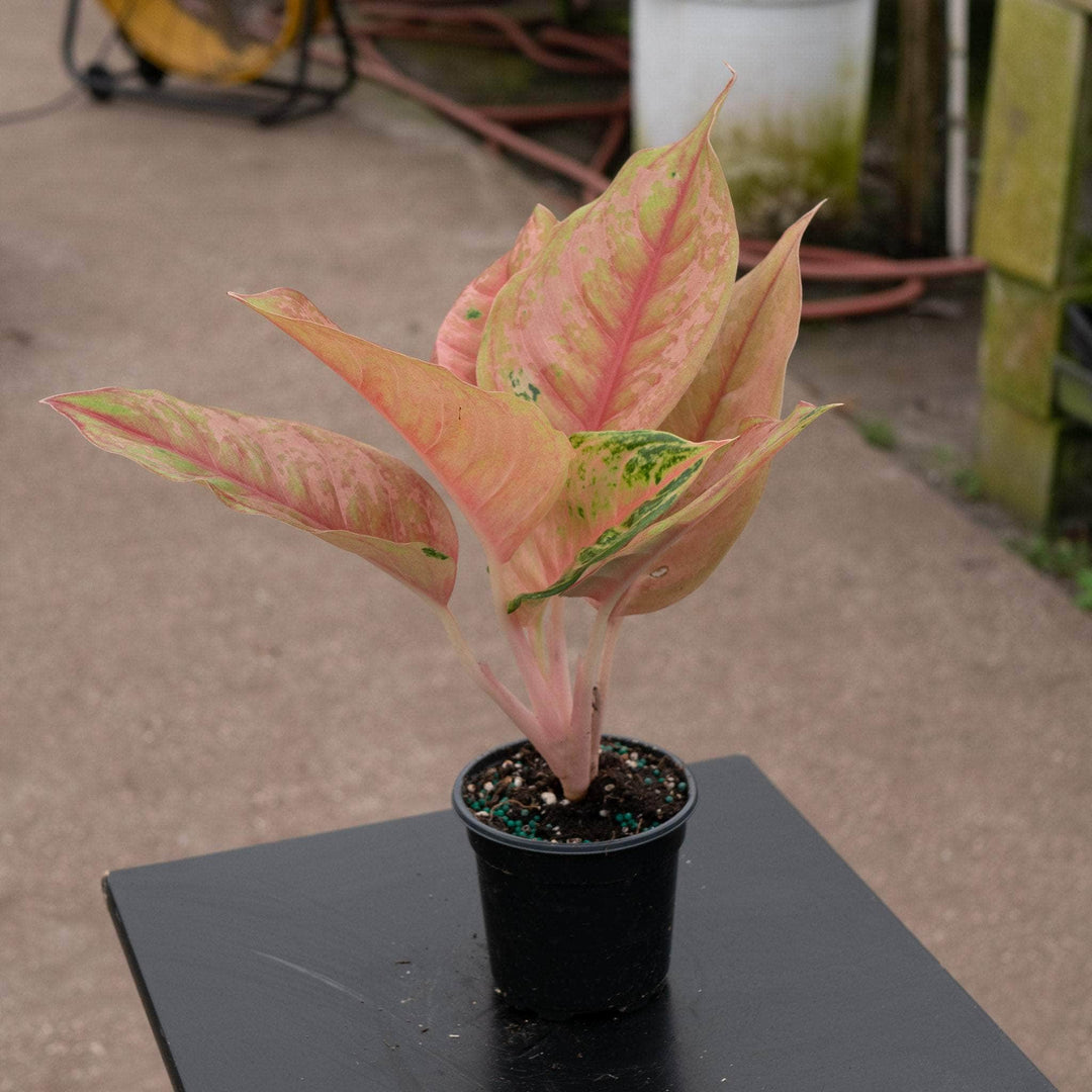 Gabriella Plants Aglaonema 4" Aglaonema 'Light of Diamond'