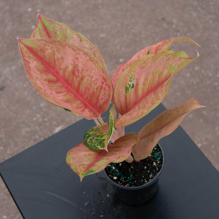 Gabriella Plants Aglaonema 4" Aglaonema 'Light of Diamond'