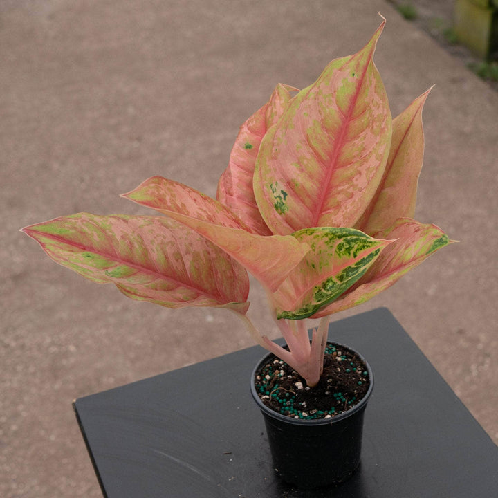 Gabriella Plants Aglaonema 4" Aglaonema 'Light of Diamond'