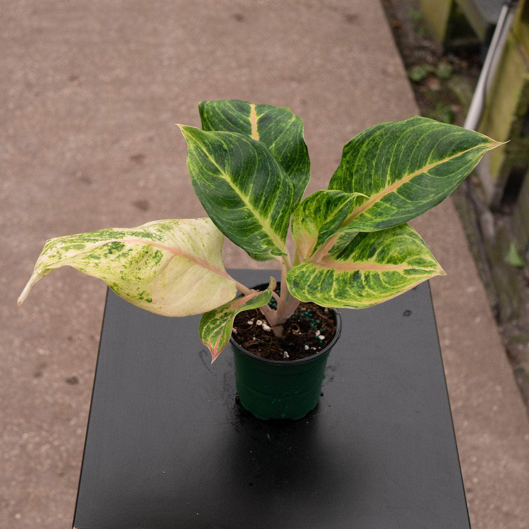 Gabriella Plants Aglaonema 4" Aglaonema 'Mahasombat'