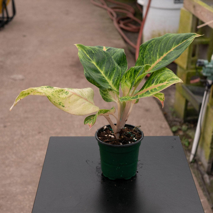 Gabriella Plants Aglaonema 4" Aglaonema 'Mahasombat'