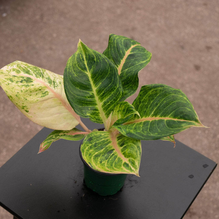 Gabriella Plants Aglaonema 4" Aglaonema 'Mahasombat'