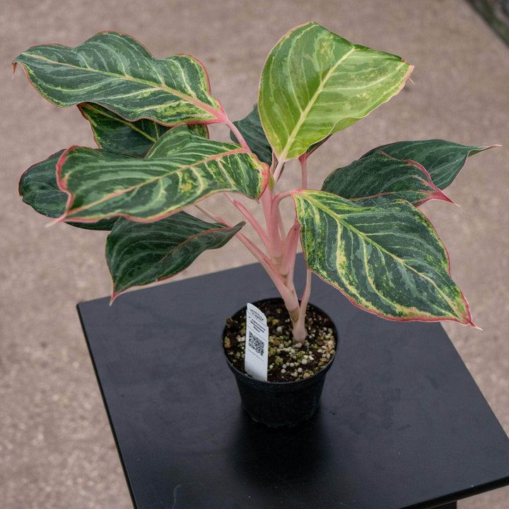 Gabriella Plants Aglaonema 4" Aglaonema 'Moonstone Miles'