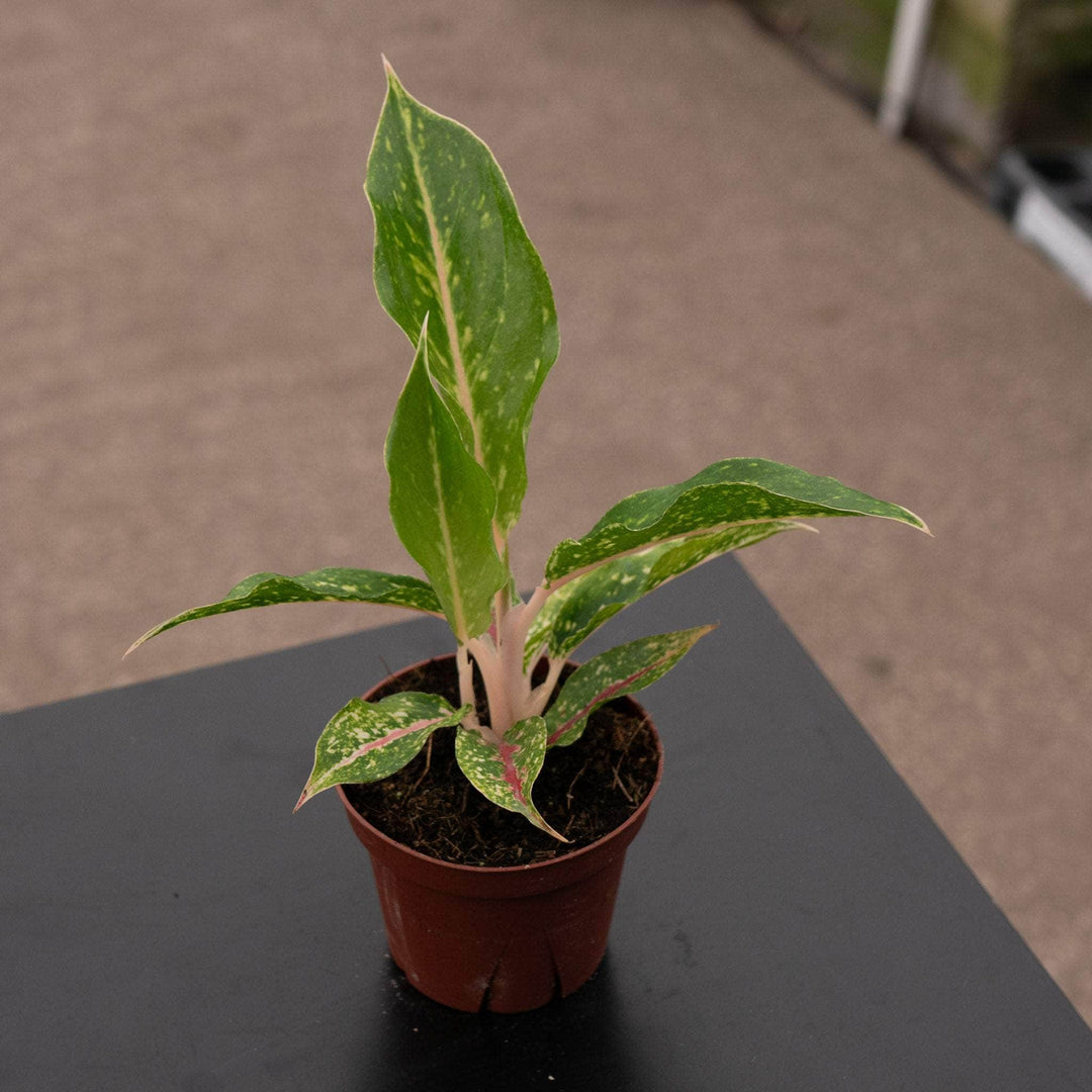 Gabriella Plants Aglaonema 4" Aglaonema 'Night Sparkle'