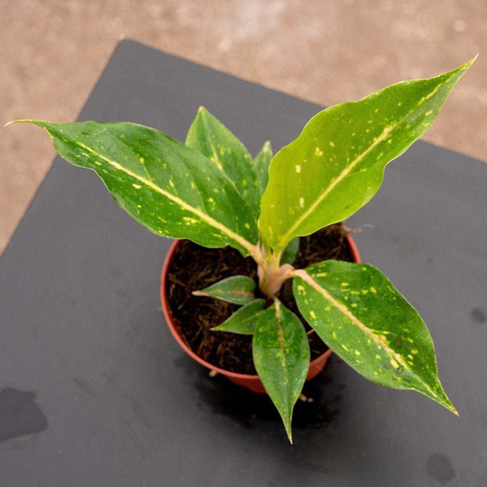 Gabriella Plants Aglaonema 4" Aglaonema 'Night Sparkle'