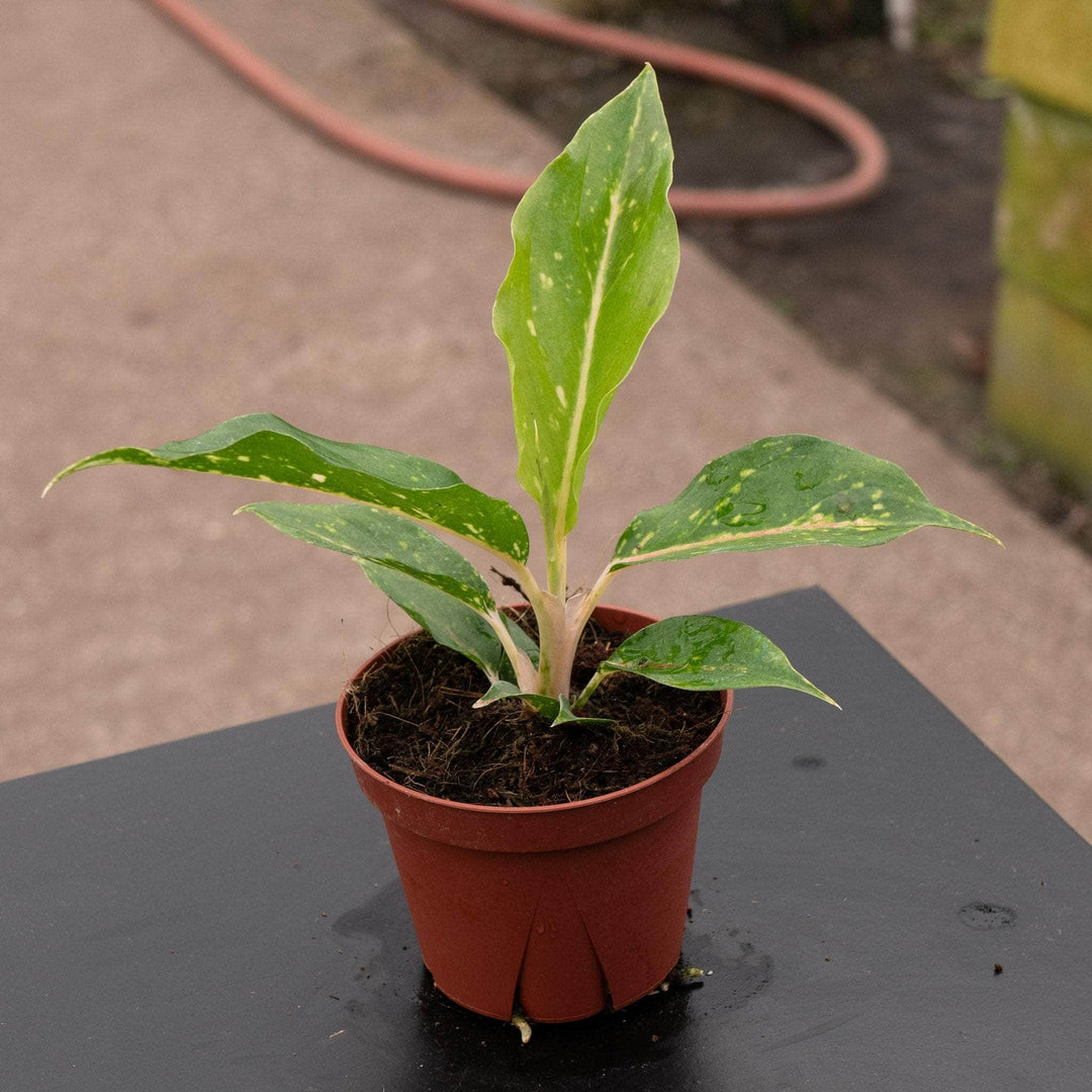 Gabriella Plants Aglaonema 4" Aglaonema 'Night Sparkle'