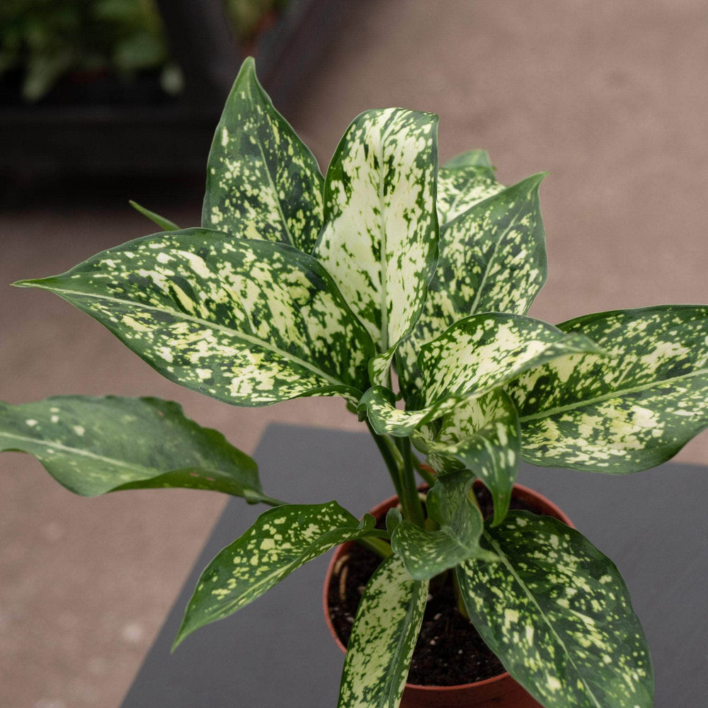 Gabriella Plants Aglaonema 4" Aglaonema 'Osaka'