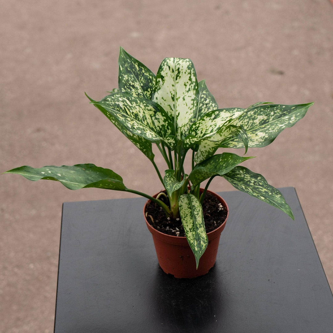 Gabriella Plants Aglaonema 4" Aglaonema 'Osaka'