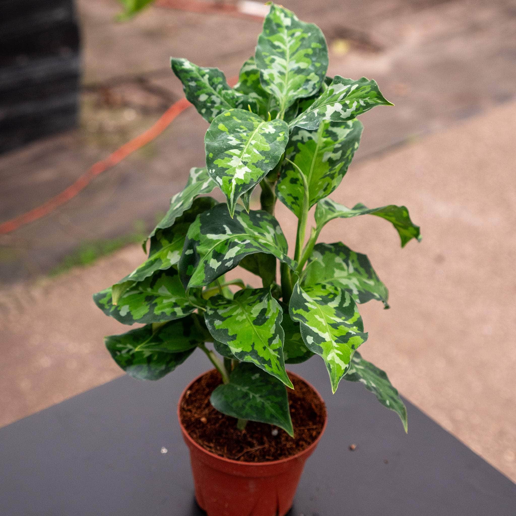 Aglaonema pictum tricolor - Gabriella Plants