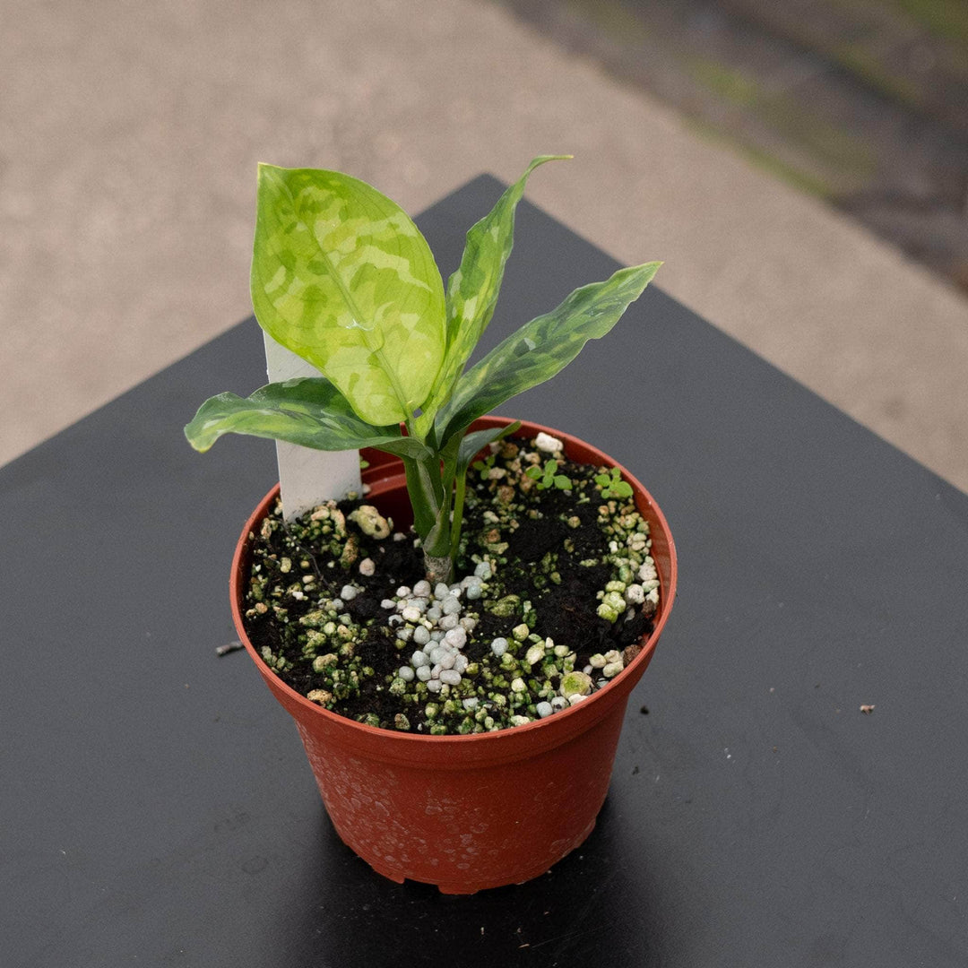 Gabriella Plants Aglaonema 4" Aglaonema pictum tricolor