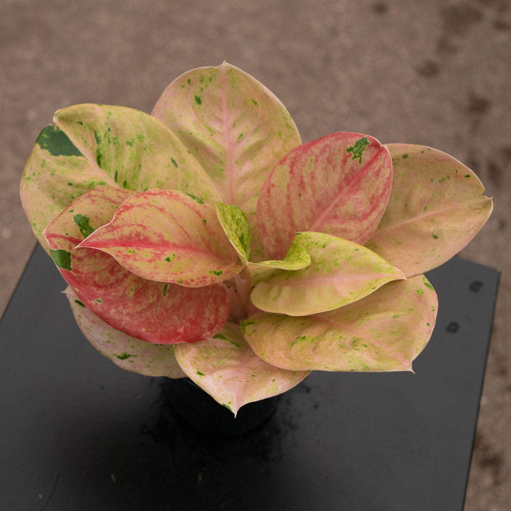 Gabriella Plants Aglaonema 4" Aglaonema 'Pink Emerald'