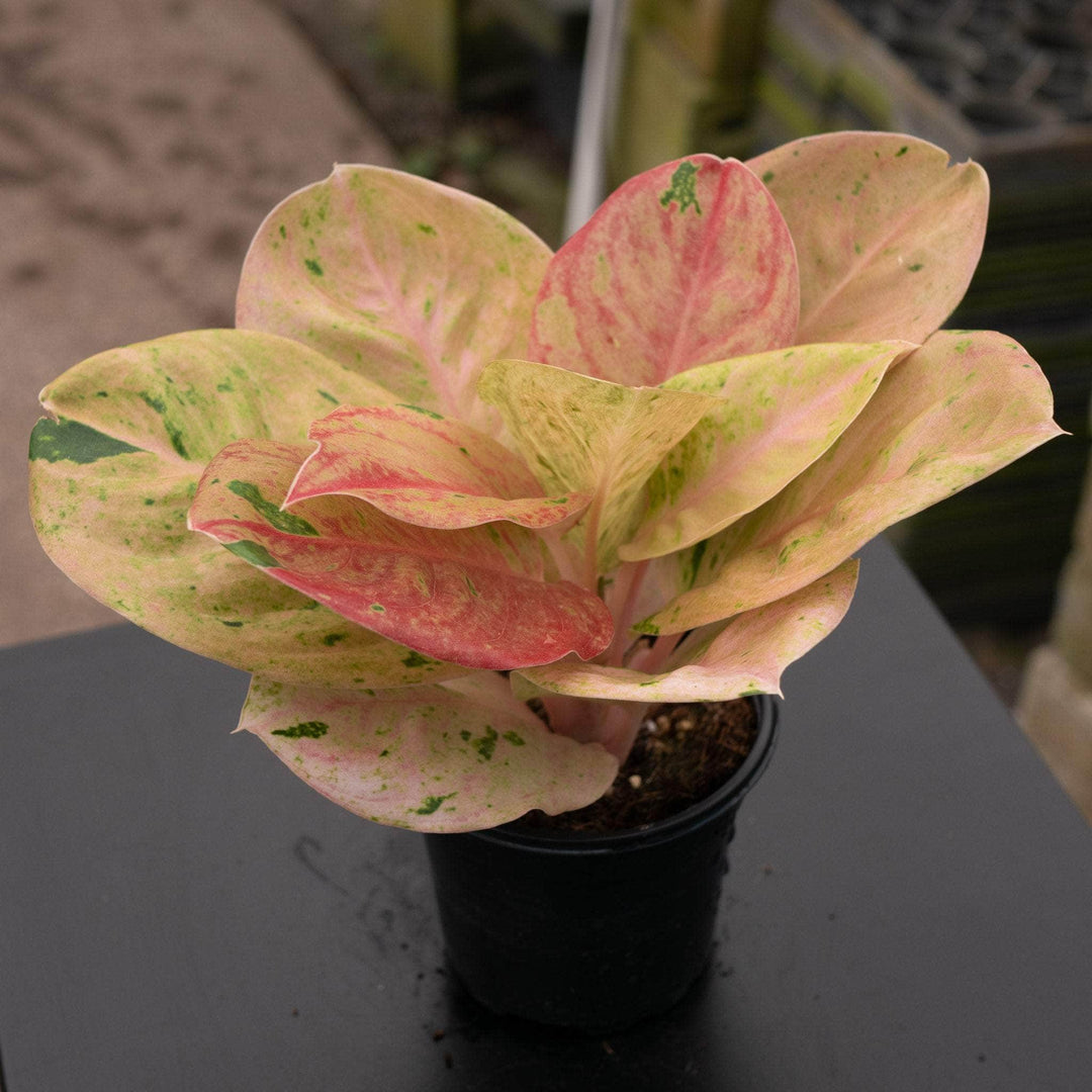 Gabriella Plants Aglaonema 4" Aglaonema 'Pink Emerald'