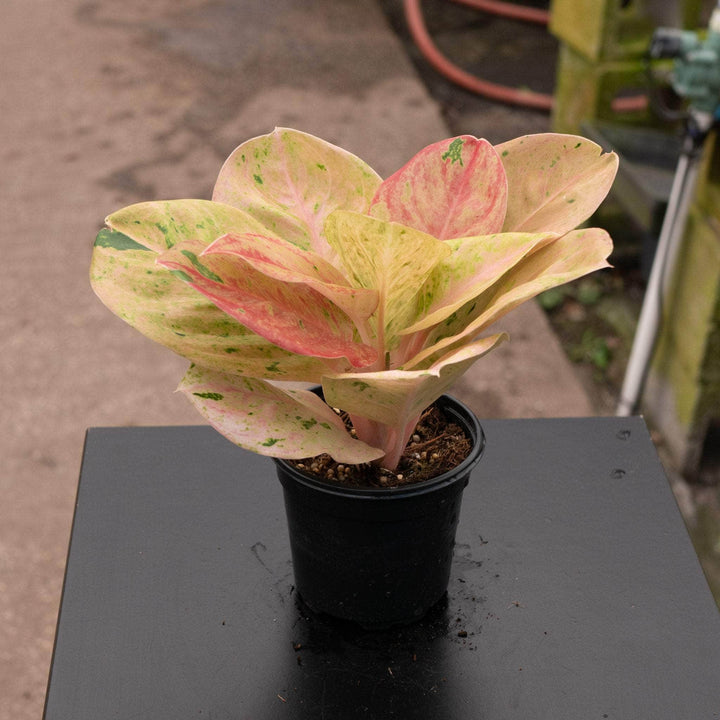 Gabriella Plants Aglaonema 4" Aglaonema 'Pink Emerald'