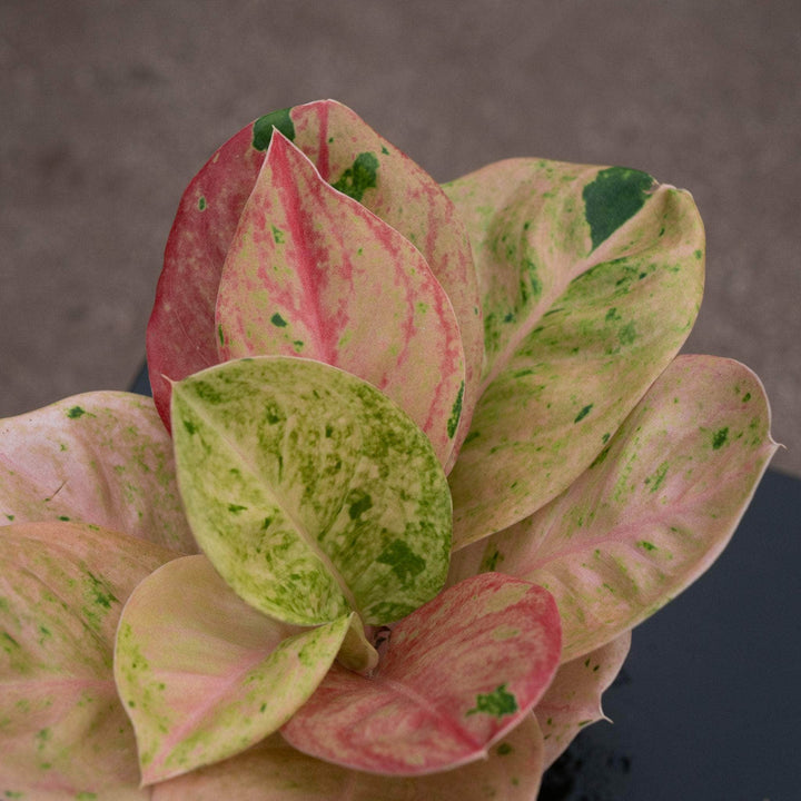 Gabriella Plants Aglaonema 4" Aglaonema 'Pink Emerald'