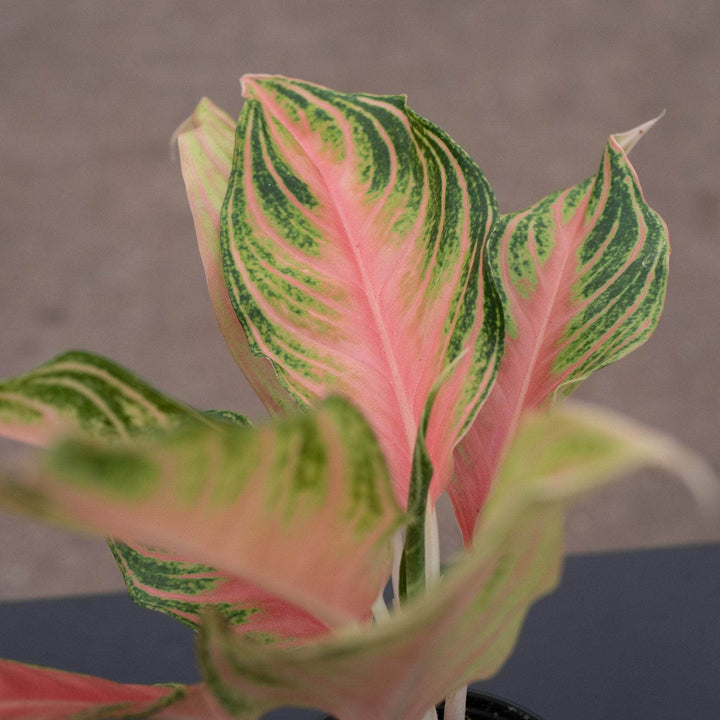 Gabriella Plants Aglaonema 4" Aglaonema 'Pink Panama'