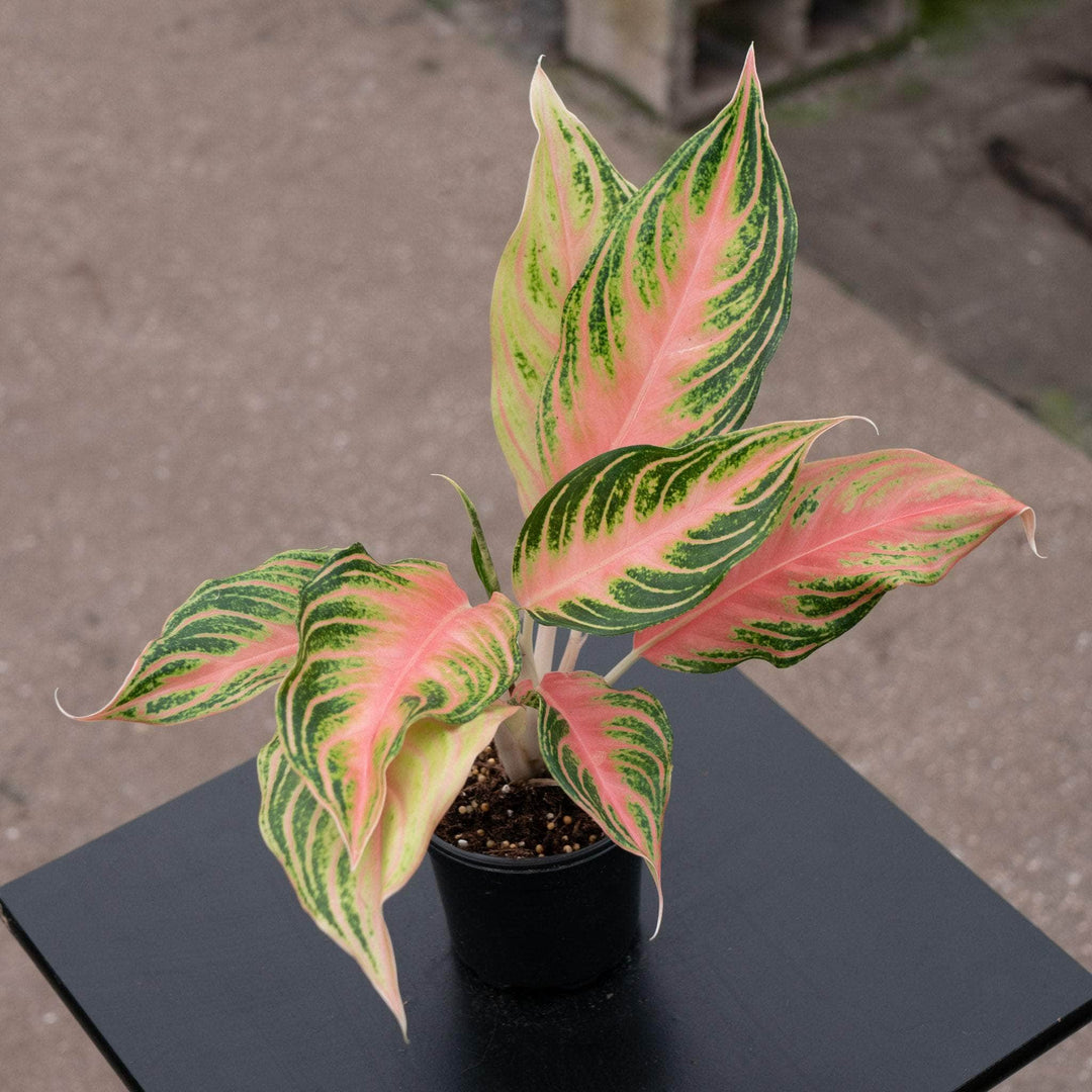 Gabriella Plants Aglaonema 4" Aglaonema 'Pink Panama'