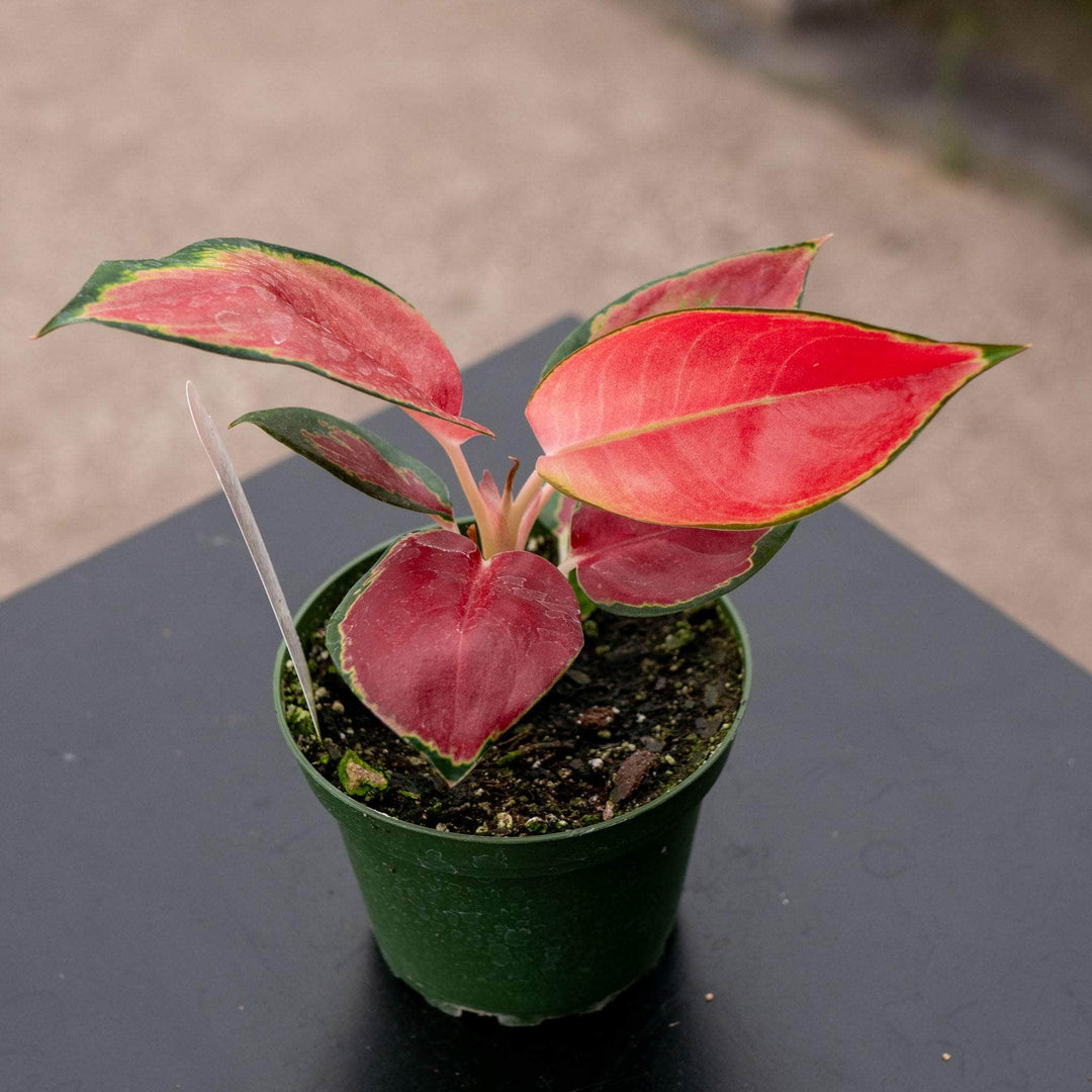 Gabriella Plants Aglaonema 4" Aglaonema ‘Red King’