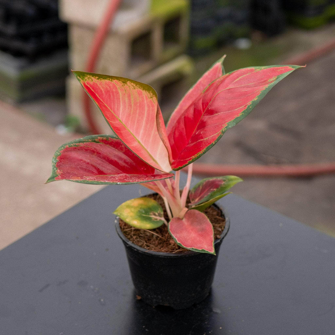 Gabriella Plants Aglaonema 4" Aglaonema ‘Red King’