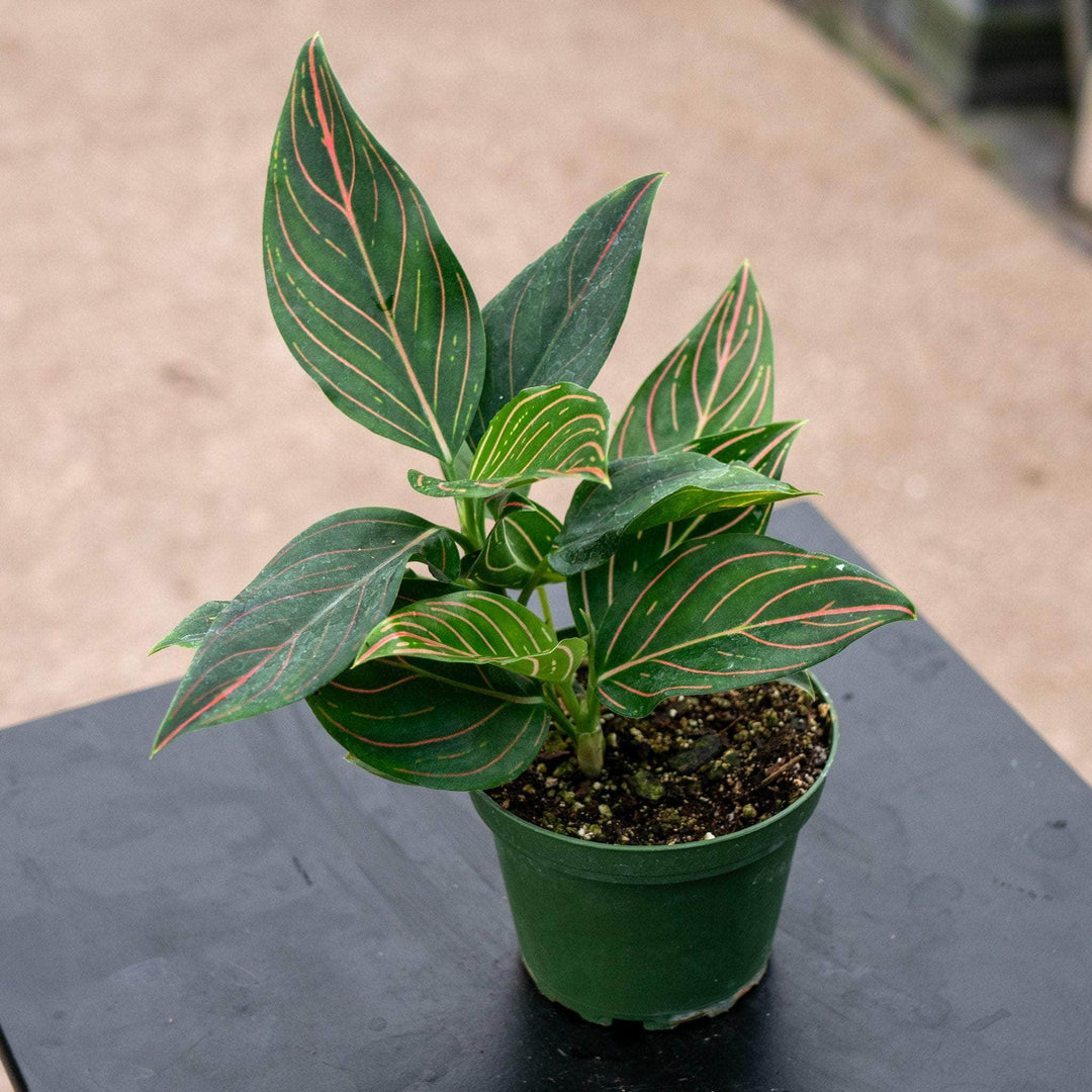 Gabriella Plants Aglaonema 4" Aglaonema 'Red Vein'