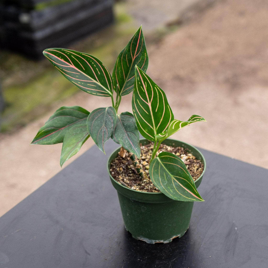 Gabriella Plants Aglaonema 4" Aglaonema 'Red Vein'