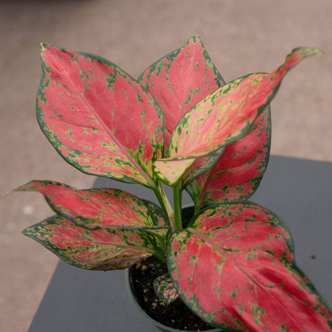 Gabriella Plants Aglaonema 4" Aglaonema 'Rich Red'