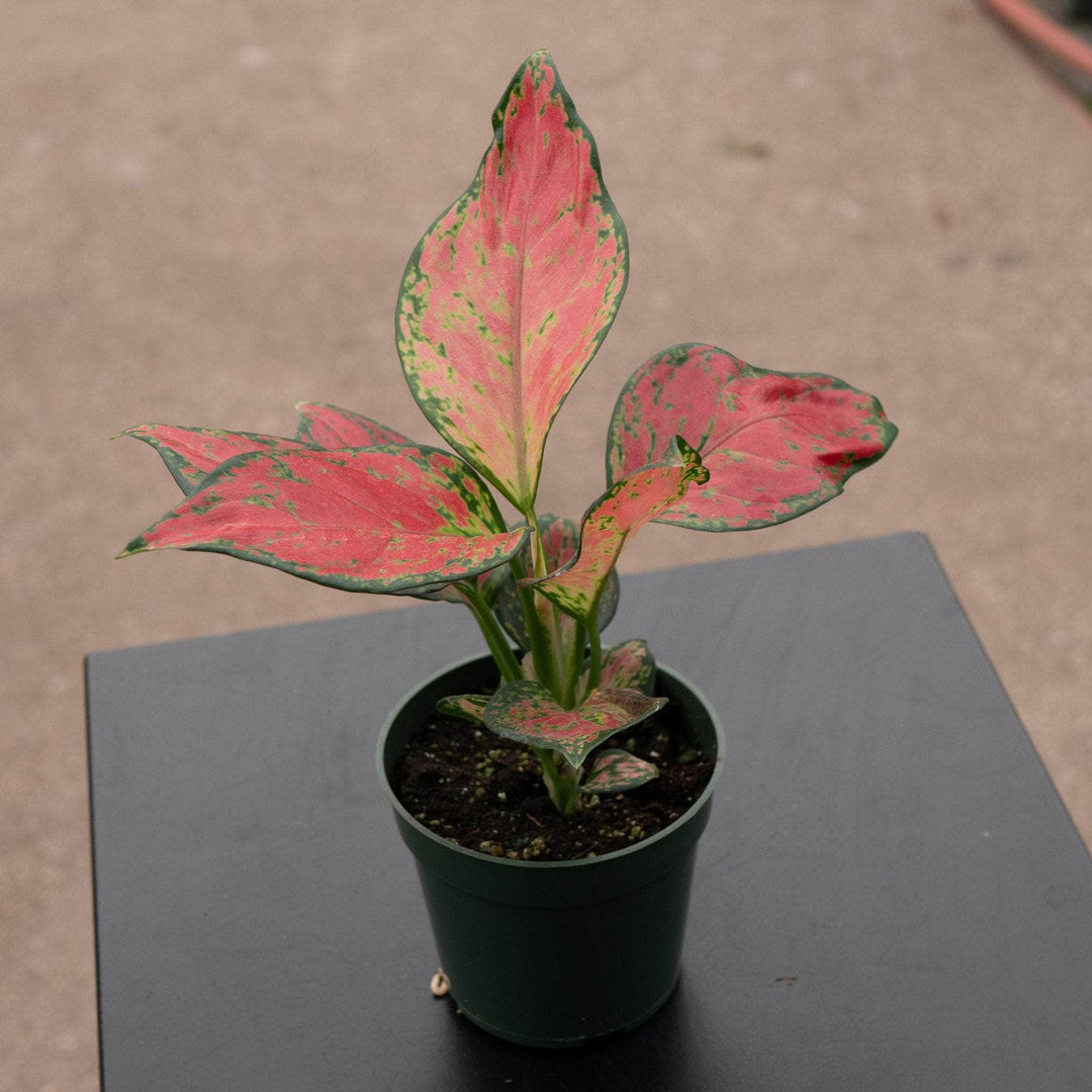 Gabriella Plants Aglaonema 4" Aglaonema 'Rich Red'