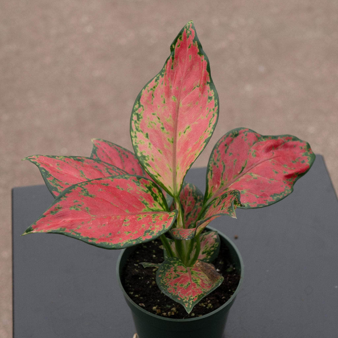 Gabriella Plants Aglaonema 4" Aglaonema 'Rich Red'