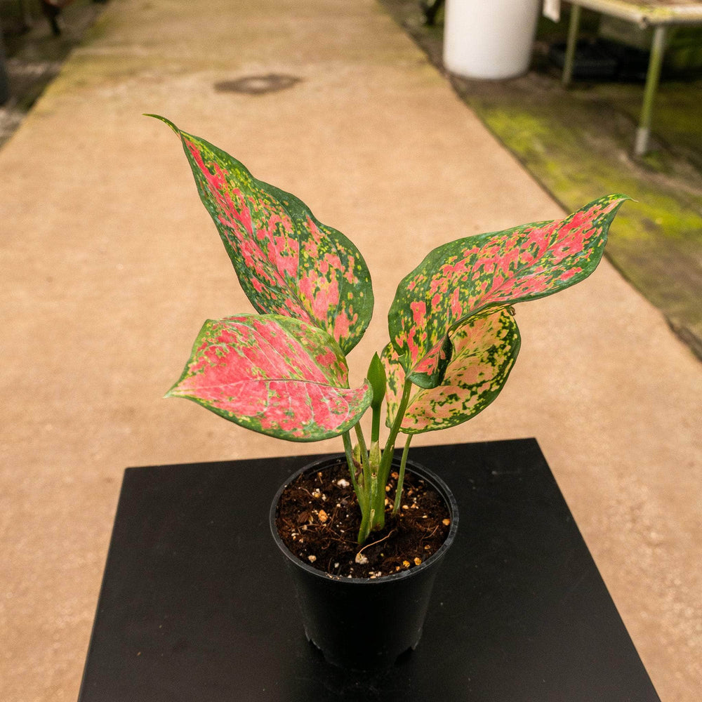 Gabriella Plants Aglaonema 4" Aglaonema 'Ruby Ray'