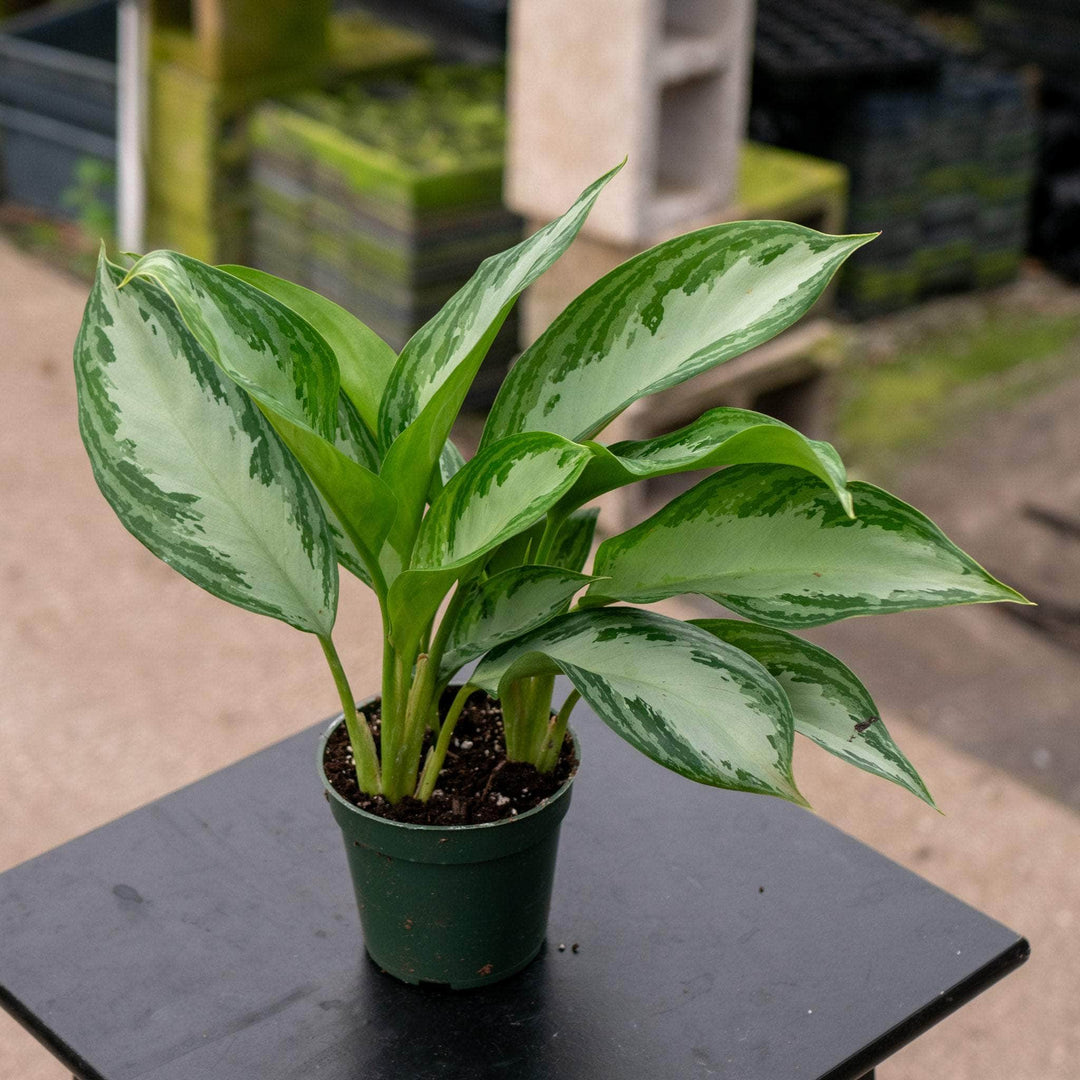 Gabriella Plants All 4" Aglaonema 'Silver Bay'