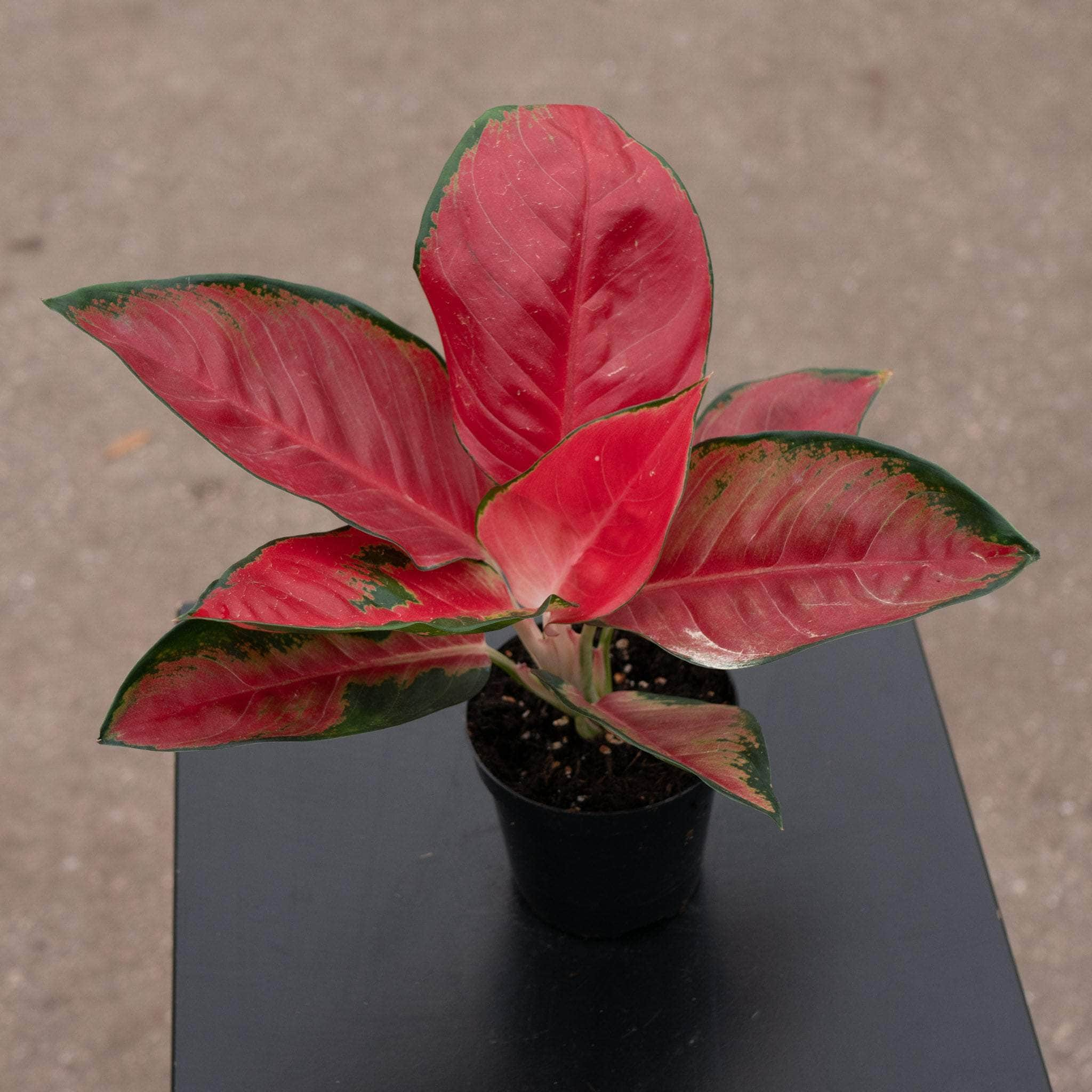 Aglaonema 'Suksom Jaipong' - Gabriella Plants