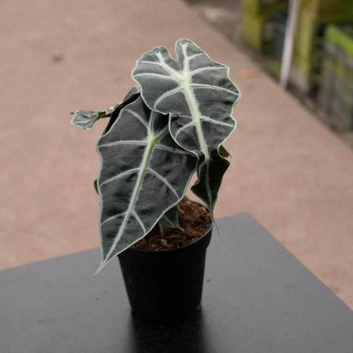 Gabriella Plants Alocasia 4" Alocasia amazonica 'Polly'