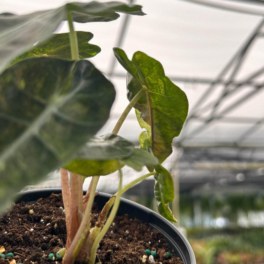 Gabriella Plants Alocasia 4" Alocasia amazonica variegated 'Polly'