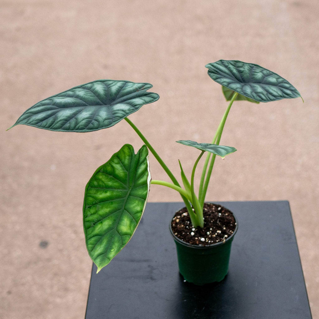 Gabriella Plants Alocasia 4" Alocasia baginda 'Dragon Scale'