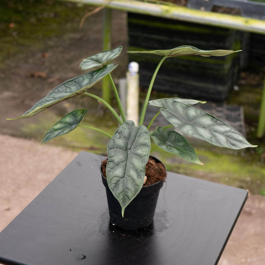 Gabriella Plants Alocasia 4" Alocasia baginda 'Dragon Scale'