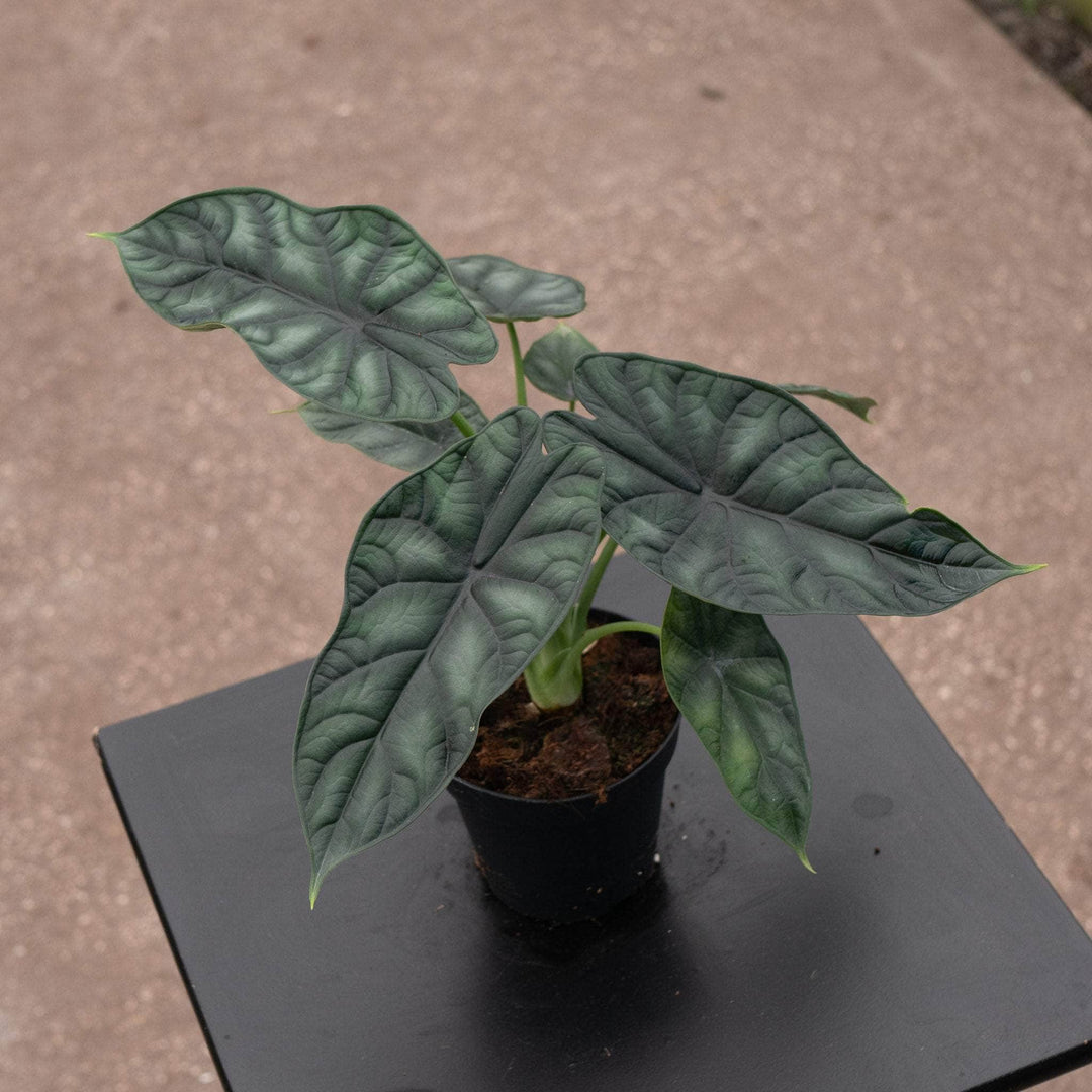 Gabriella Plants Alocasia 4" Alocasia baginda 'Dragon Scale'