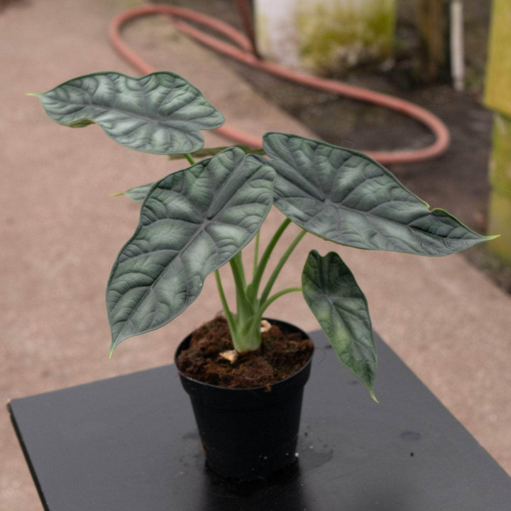 Gabriella Plants Alocasia 4" Alocasia baginda 'Dragon Scale'