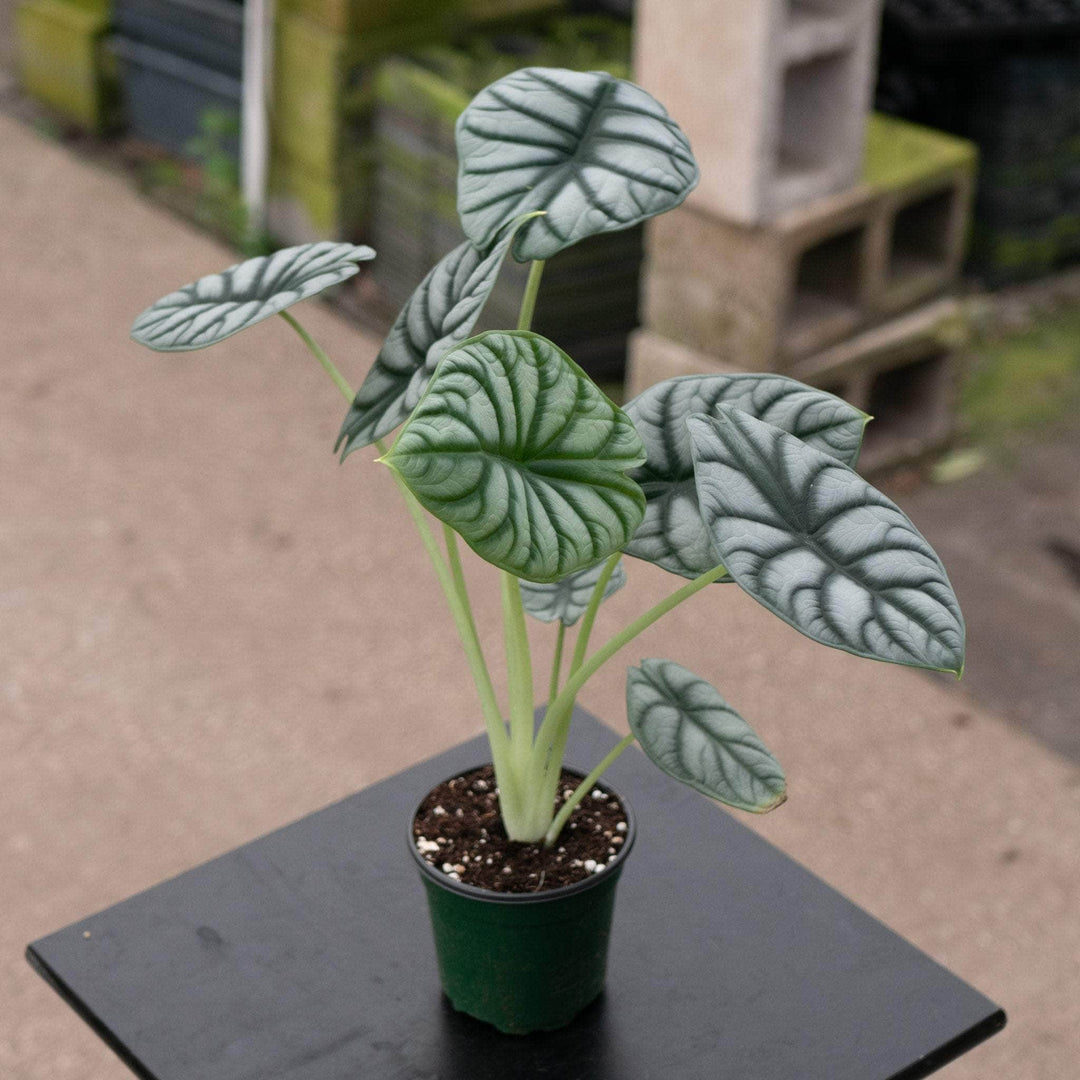 Gabriella Plants Alocasia 4" Alocasia baginda 'Silver Dragon'