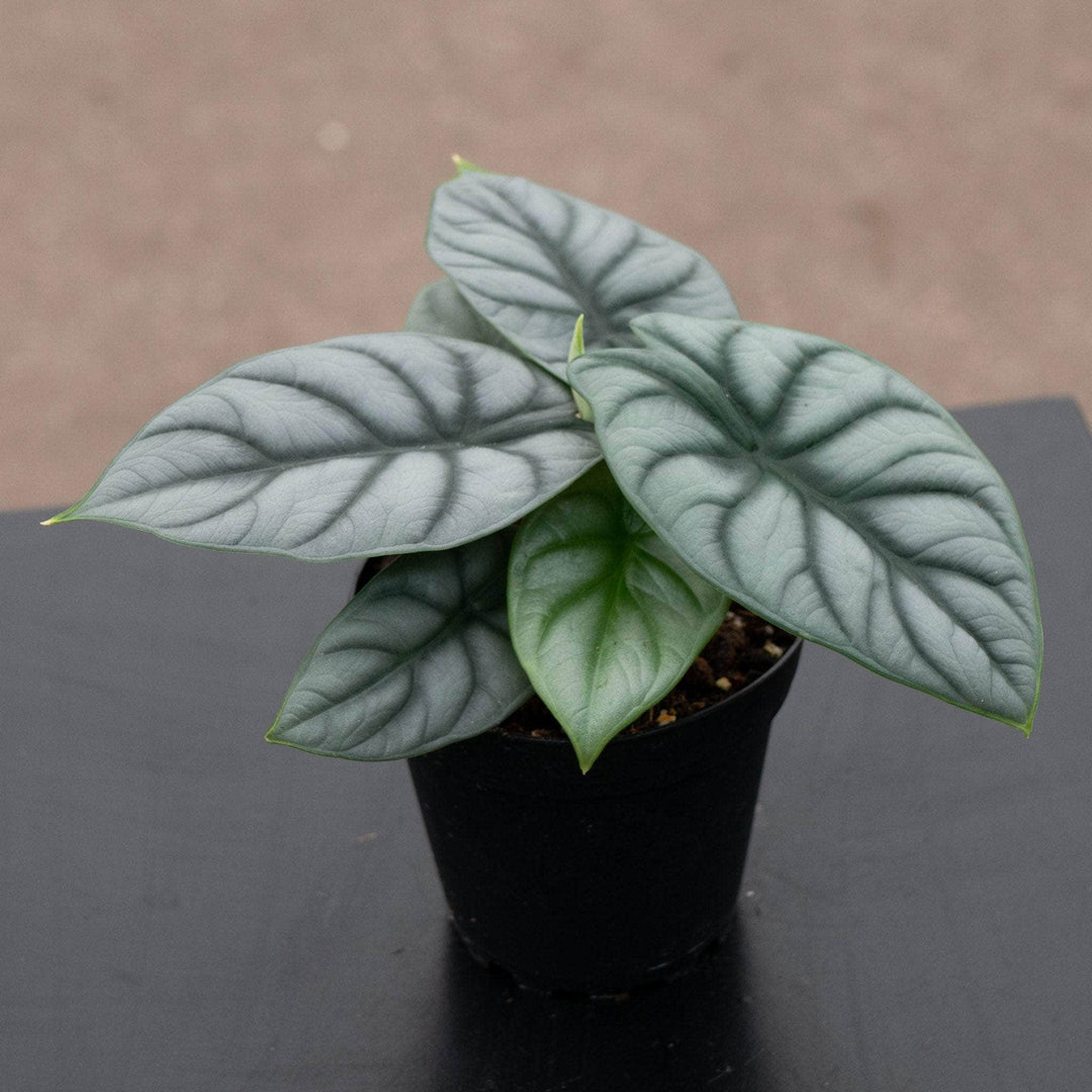 Gabriella Plants Alocasia 4" Alocasia baginda 'Silver Dragon'