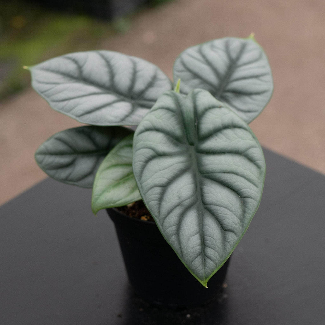 Gabriella Plants Alocasia 4" Alocasia baginda 'Silver Dragon'