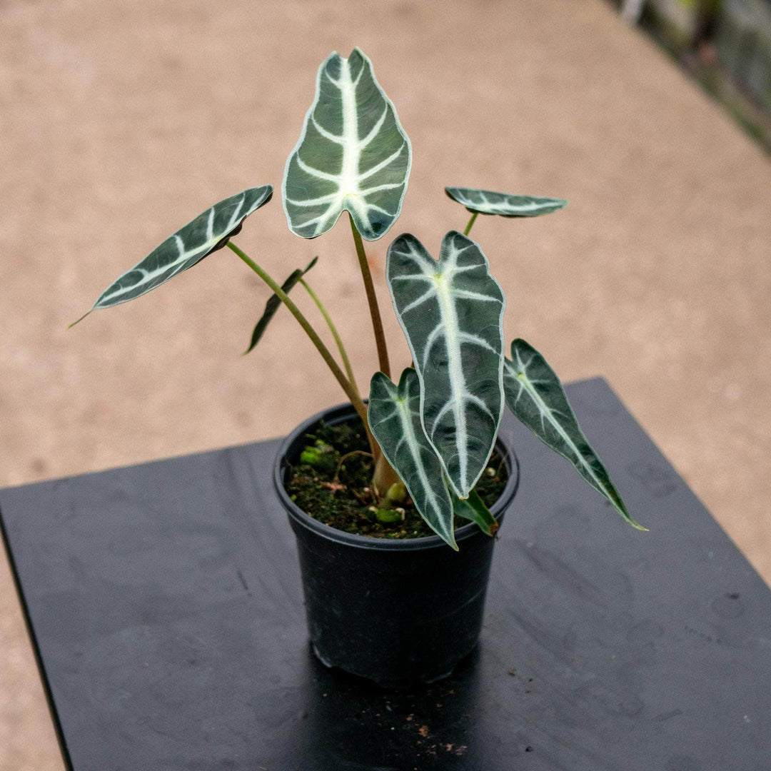 Gabriella Plants Alocasia 4" Alocasia 'Bambino'