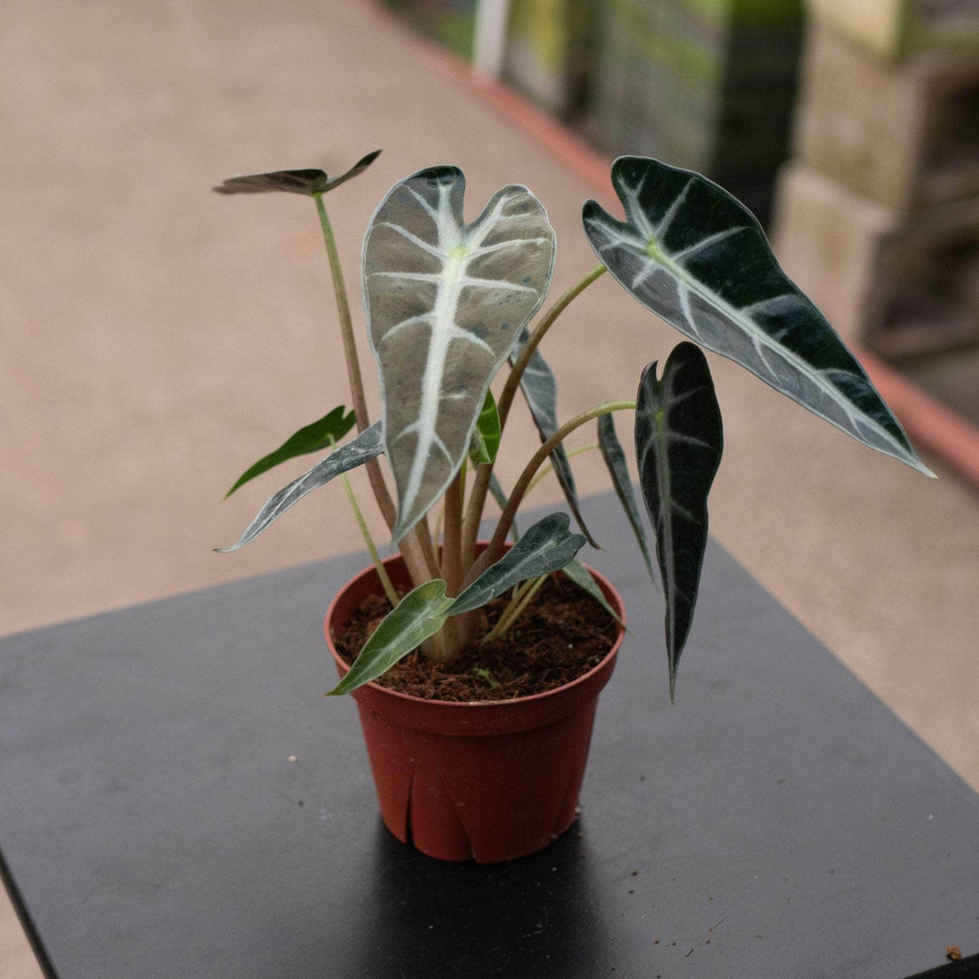 Gabriella Plants Alocasia 4" Alocasia 'Bambino'