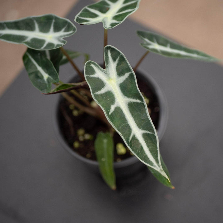 Gabriella Plants Alocasia 4" Alocasia 'Bambino'