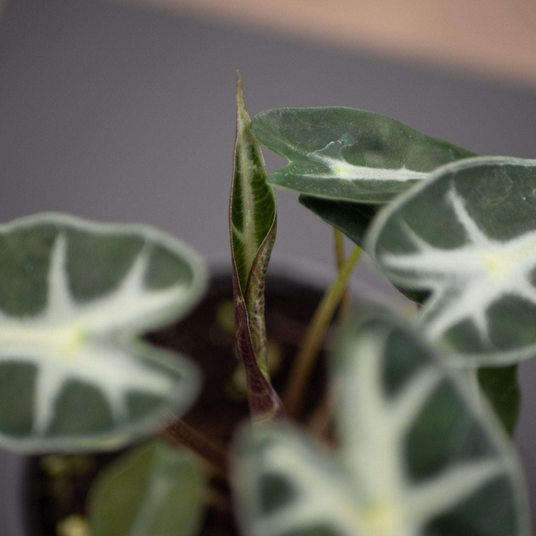 Gabriella Plants Alocasia 4" Alocasia 'Bambino'