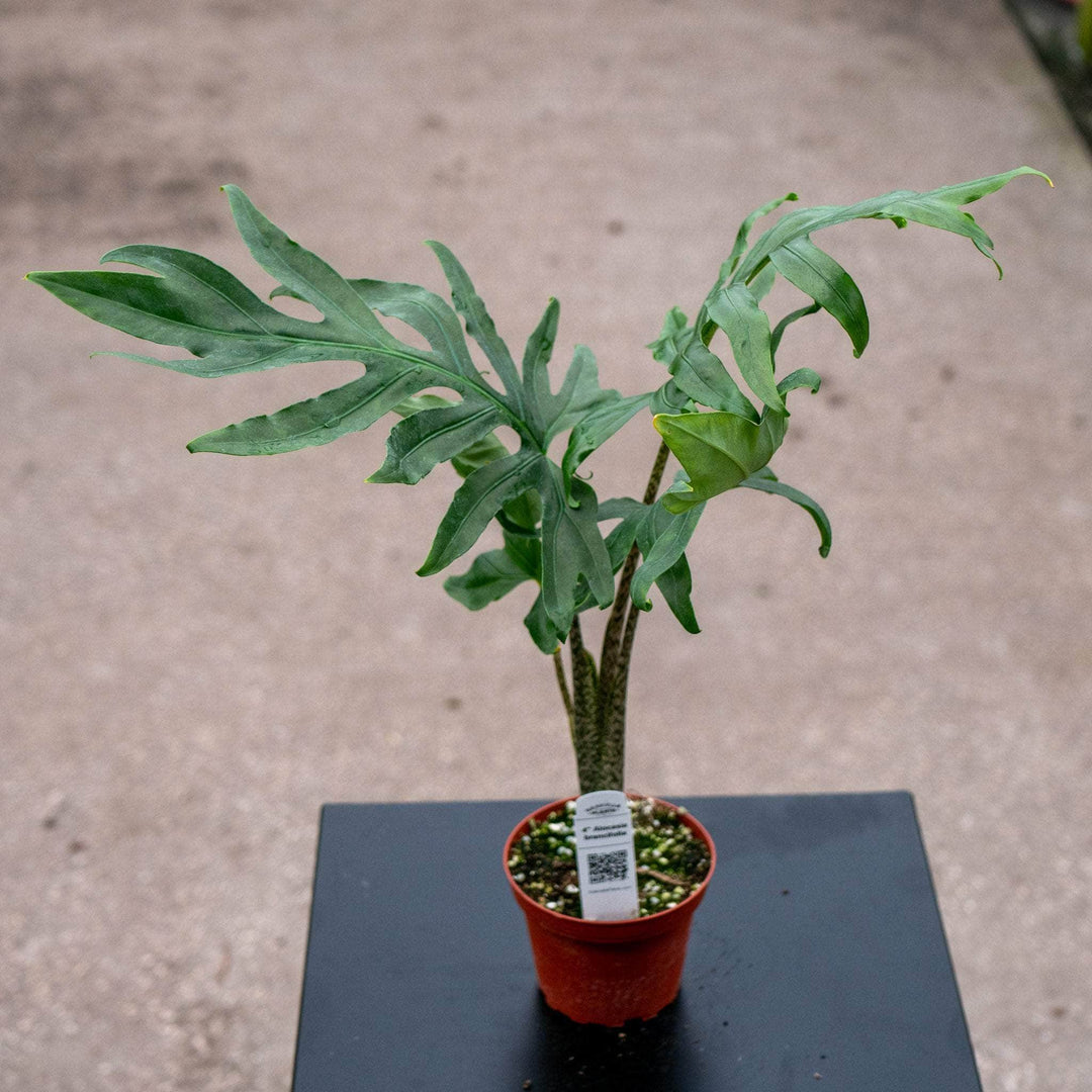 Gabriella Plants Alocasia 4" Alocasia brancifolia