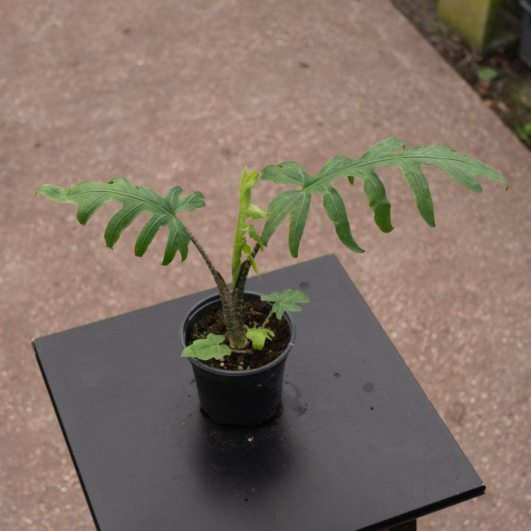 Gabriella Plants Alocasia 4" Alocasia brancifolia