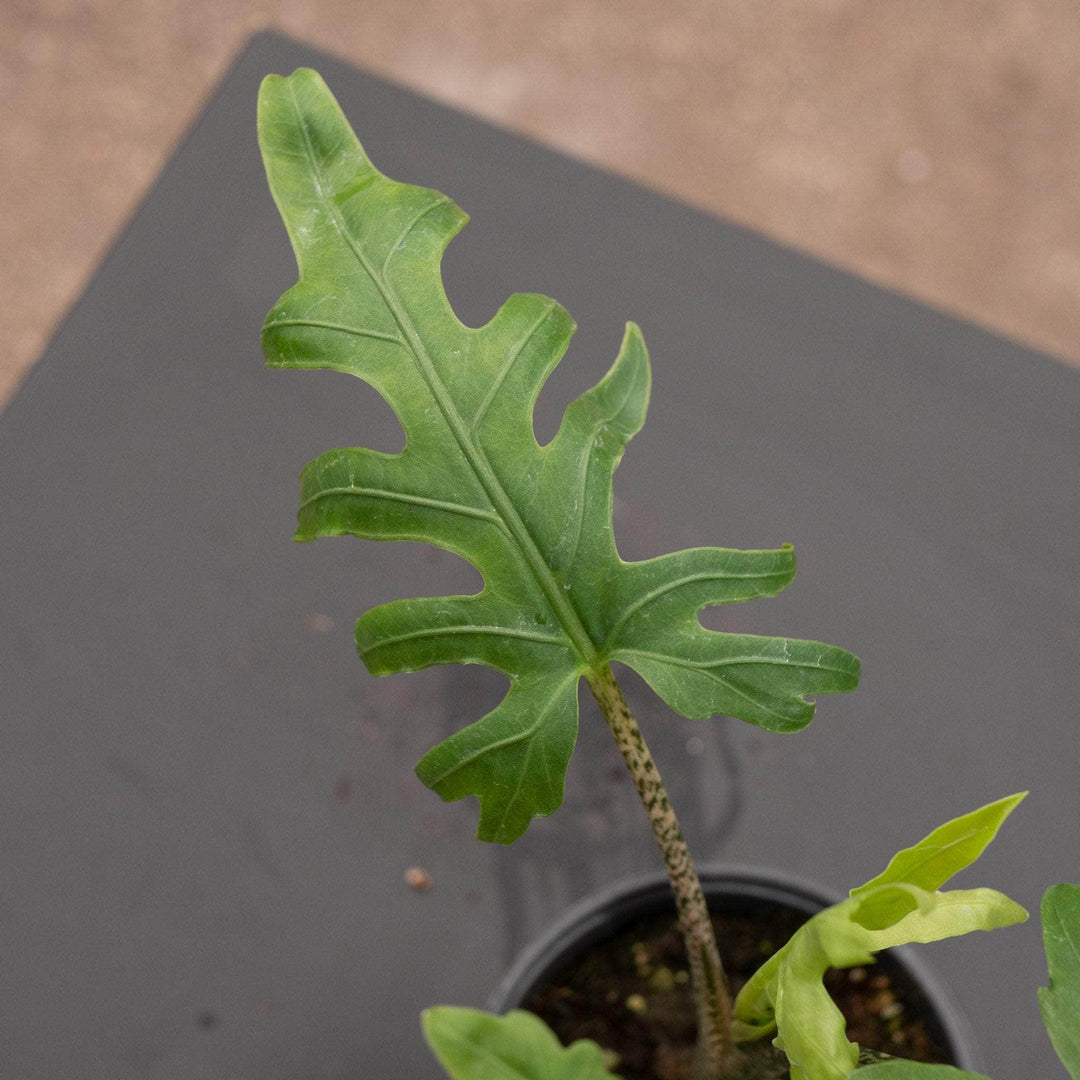 Gabriella Plants Alocasia 4" Alocasia brancifolia